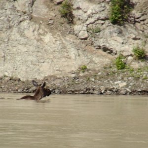 Media 'Another moose swimming the river' in album 'Louie & Jay at Chilcoot trailhead, start of the long walk to the head of the Yukon River for the 1898 gold rush'