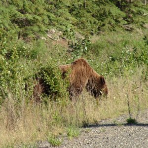 Media 'First grizzly bear we have seen just off the Klondike highway' in album 'Louie & Jay at Chilcoot trailhead, start of the long walk to the head of the Yukon River for the 1898 gold rush'