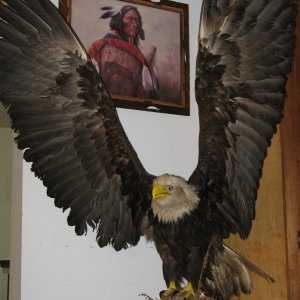 Bald Eagle in our rental house