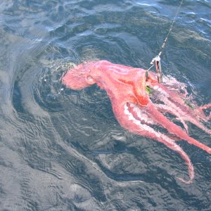 Give me back my hook