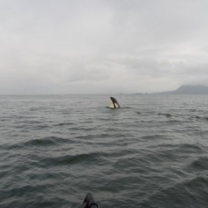 Killer whale came to visit looking for a meal