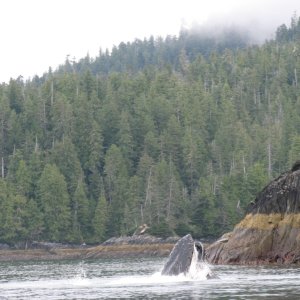 Humpback bubble net feeding by work channel