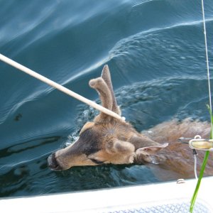 He came right to the boat for help and we escorted him back to shore