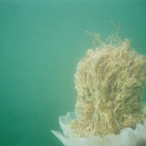 Cyanea, or Sea Blubber jellyfish. It was about 18 inches in diameter.