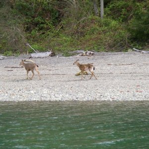 Anderson Island deer