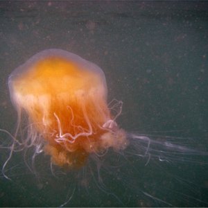 Jelly