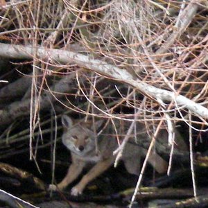 Coyote on the beach.