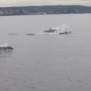 Dall's Porpoise