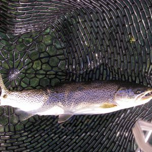 Searun Cutt, Hale Pass, South Sound
