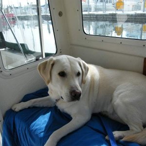 Gus likes the boat life!