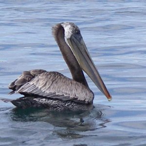 Brown pelican. I have never seen these guys in Puget Sound before. Must have something to do with the huge amount of herring, and small salmon in the south sound this year.