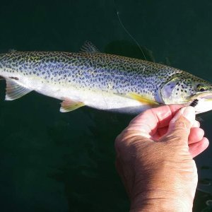 Searun cutthroat