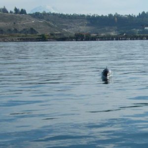 Dall's Porpoise headed toward C-Run