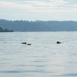 Dall's Porpoise