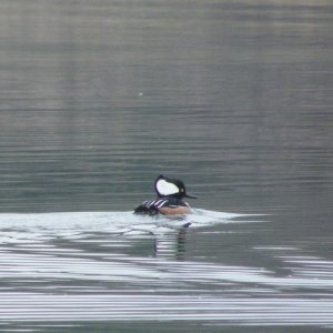 Hooded Merganser