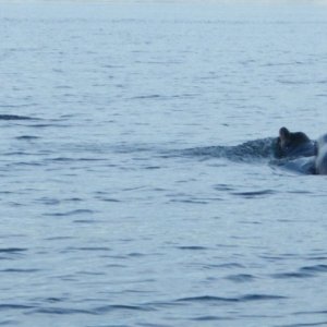 Three sealion escort.