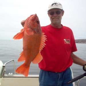 (Cygnet) Red Snapper, Santa Barbara Isl.  04 Catalina Cruise