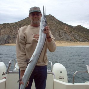 Needle Fish, Cabo San Lucas Mexico