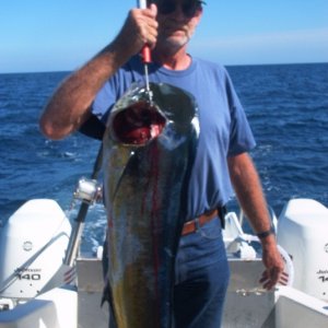 (Cygnet) Dorado (Mahi Mahi)  Cabo San Lucas