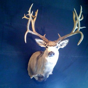 Brent's Buck, Sevier County, Utah