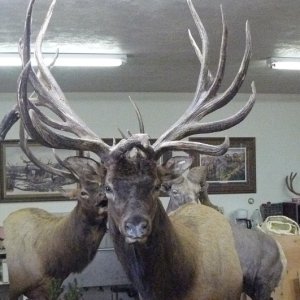 World Record Non-typical Elk, Sevier County, Utah 2008