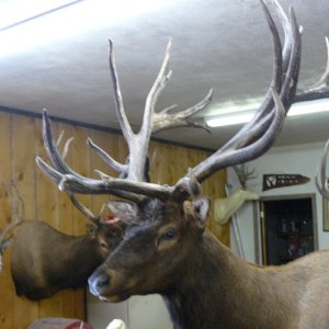 Elk 2008