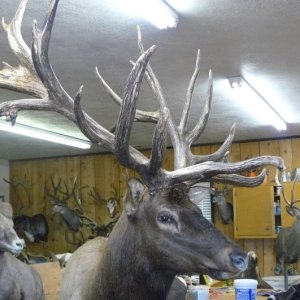 Elk 2008