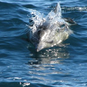 Dolphin at san Diego
