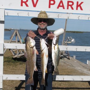 Media '25" and 24" Redfish, 22" Sea Trout, 1/25/10' in album '(Cygnet) 31" Texas Red (Red Drum)'