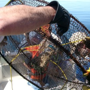 36\" shrimp trap