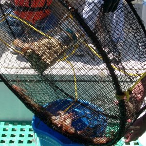 Media '36\" home made shrimp trap' in album '(Cygnet) 31" Texas Red (Red Drum)'