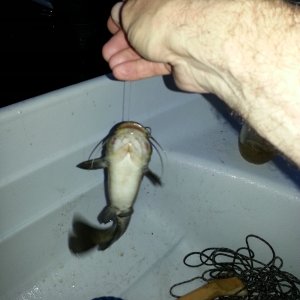 Catfish for dinner