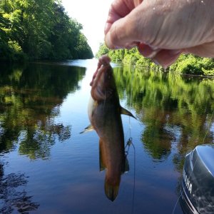 Catfish for breakfast