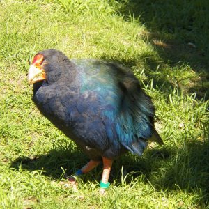 Getting rid of the non-native predators allowed the return of some of the flightless birds like kiwi, weka and takahe.  This is a takahe at our cabin.  They are vegetarian and help keep the lawn mowed.