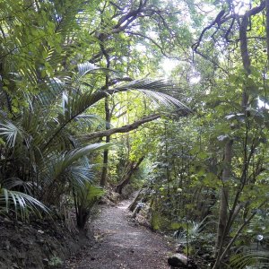 It wasn't really necessary to be sneaky on the trails because the birds were "naive," as they call animals that are not routinely hunted.