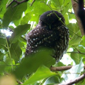 Media 'The moreporc, New Zealand's little native owl.' in album 'There are no boat wharves along the Kapiti Coast, so surf launching with this setup is the norm.'