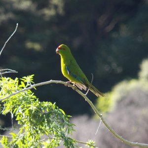 Media 'The kakariki (red crowned parakeet).  One tried to land on me.' in album 'There are no boat wharves along the Kapiti Coast, so surf launching with this setup is the norm.'
