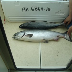 1st Salmon caught on new boat