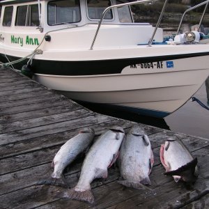 In Harbor, 4 Spring King Salmon