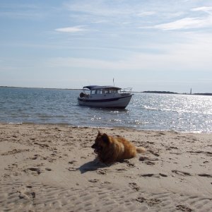My best Buddy Teddy after her surgery @ Cape Lookout