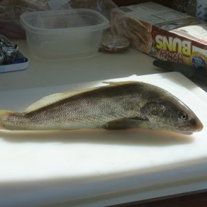 My first Sea Mullet Better known as whitting