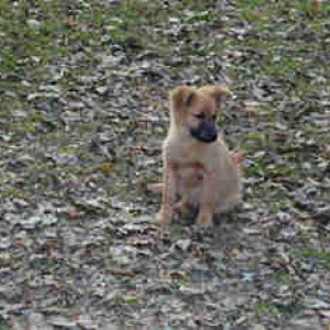Media 'Teddy RIP I found her in the middle of 60 acres in 1999 she was my best friend for 15 years' in album 'Anchor Box for chain and rode -Not  coming into my Bunk --Stinky !!!'