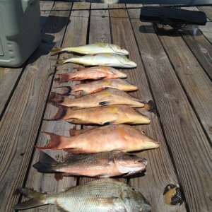 Fish
