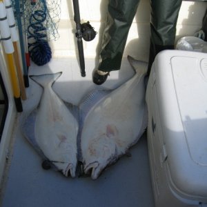Beth limits on Cook Inlet halibut with one haul