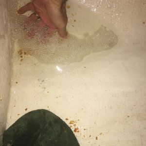 Media 'after cleaning the bilge with bleach and Jo Max I took a break and came back to find this puddle that had seeped from the anchor locker aft to the V-berth (the boat was on trailer with bow elevated)' in album 'weight of battery had fatigued fiberglass which de-laminated'