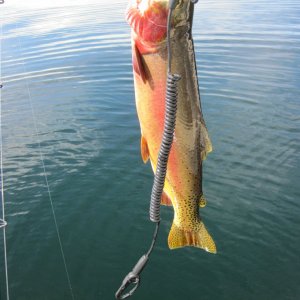 IMG 0135
