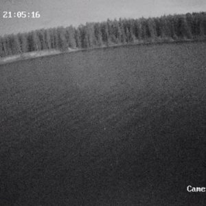 treeline