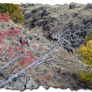 A closer look at the Big Horn Sheep