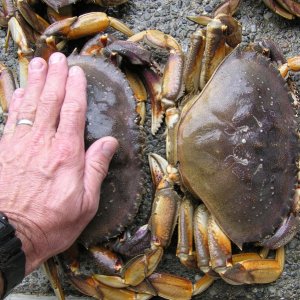 Media 'Crabbing 2010' in album 'McKay brand trap.  Much better quality, but at a price.'