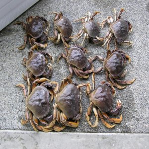 Media 'Crabbing 2010 One day's catch w/ Meredith' in album 'McKay brand trap.  Much better quality, but at a price.'